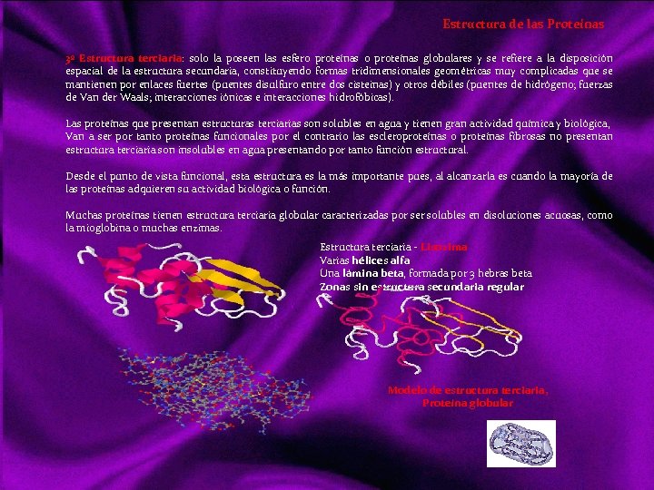 Estructura de las Proteínas 3º Estructura terciaria: solo la poseen las esfero proteínas globulares