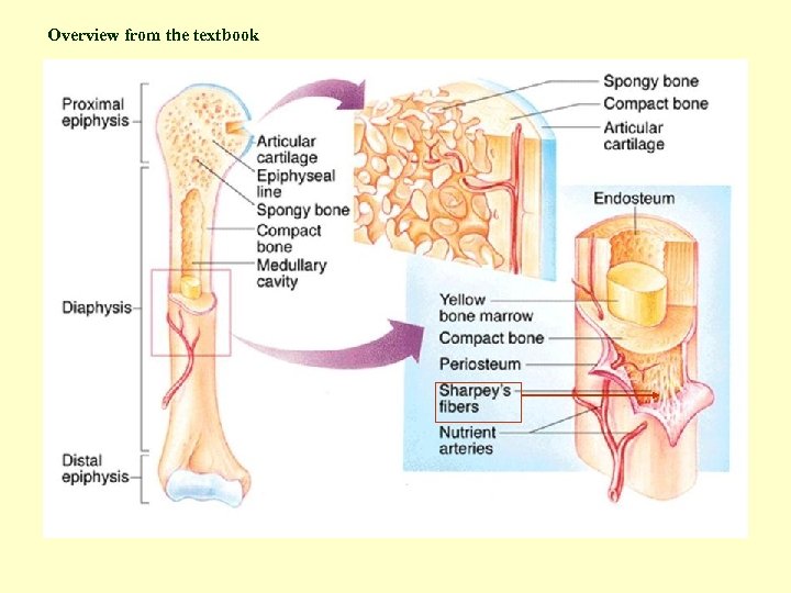 Overview from the textbook 