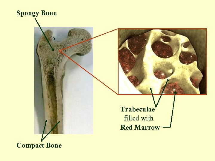 Spongy Bone Trabeculae filled with Red Marrow Compact Bone 