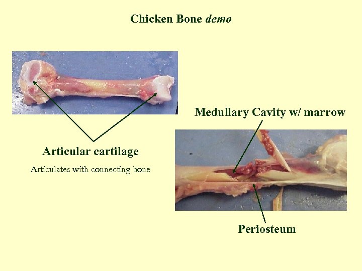 Chicken Bone demo Medullary Cavity w/ marrow Articular cartilage Articulates with connecting bone Periosteum