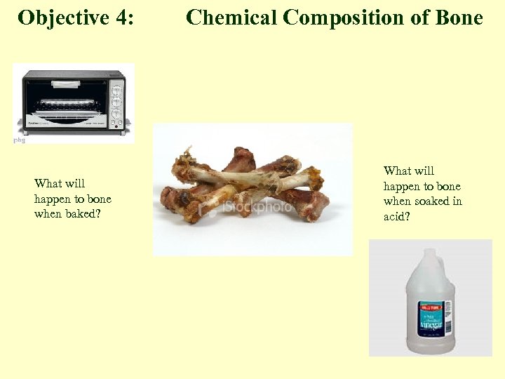 Objective 4: What will happen to bone when baked? Chemical Composition of Bone What