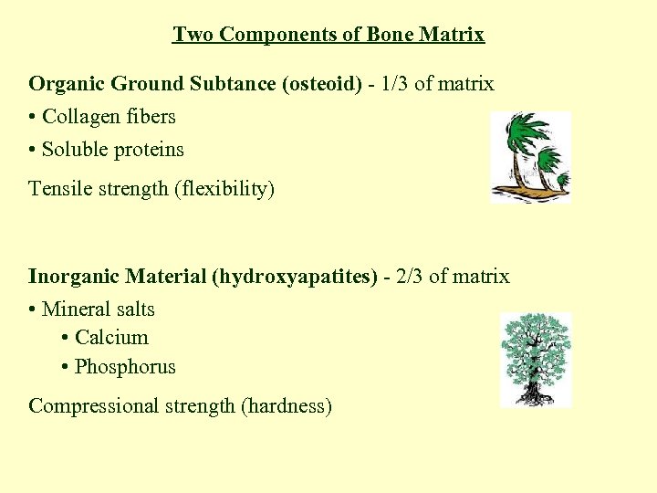 Two Components of Bone Matrix Organic Ground Subtance (osteoid) - 1/3 of matrix •