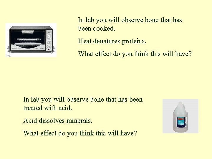 In lab you will observe bone that has been cooked. Heat denatures proteins. What