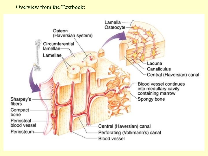 Overview from the Textbook: 