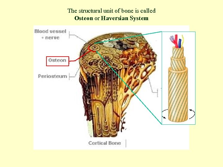 The structural unit of bone is called Osteon or Haversian System 