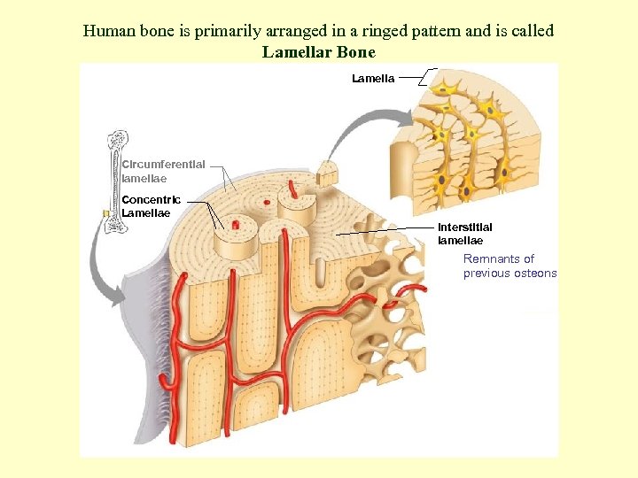 Human bone is primarily arranged in a ringed pattern and is called Lamellar Bone