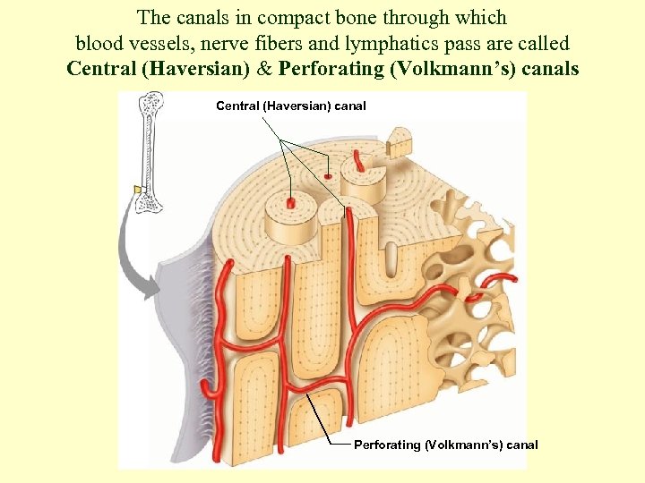 The canals in compact bone through which blood vessels, nerve fibers and lymphatics pass