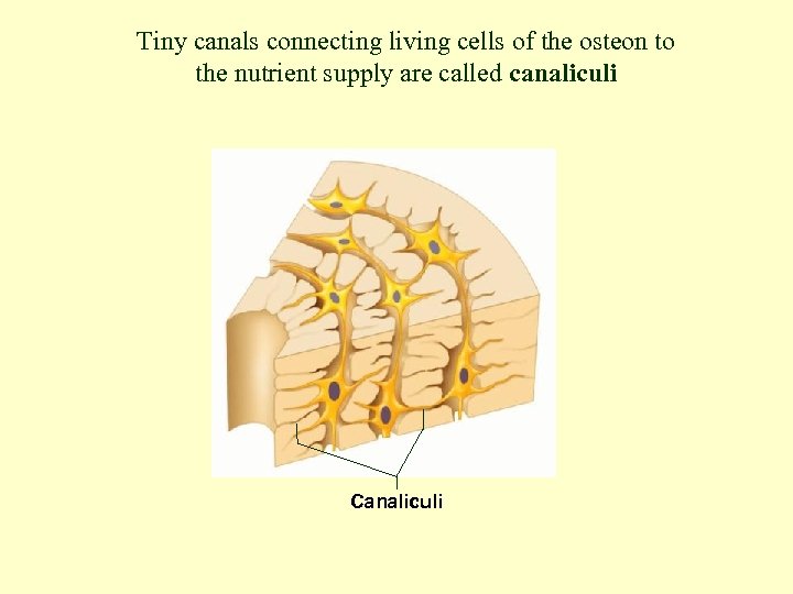 Tiny canals connecting living cells of the osteon to the nutrient supply are called