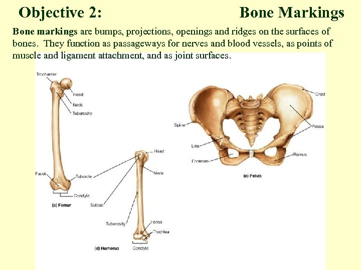 Objective 2: Bone Markings Bone markings are bumps, projections, openings and ridges on the