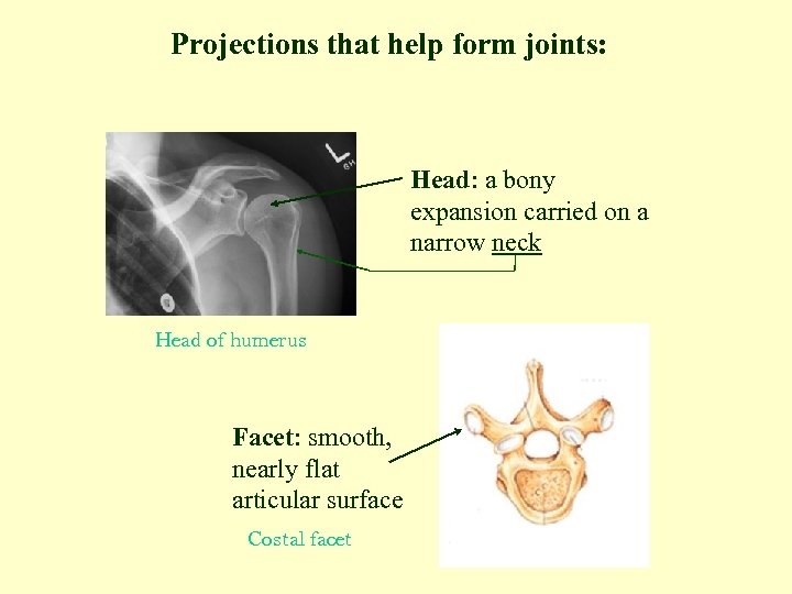 Projections that help form joints: Head: a bony expansion carried on a narrow neck