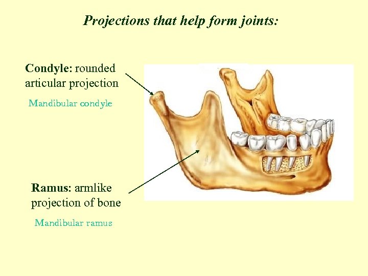 Projections that help form joints: Condyle: rounded articular projection Mandibular condyle Ramus: armlike projection