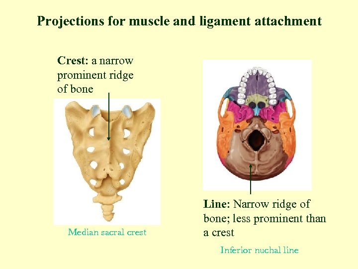 Projections for muscle and ligament attachment Crest: a narrow prominent ridge of bone Median