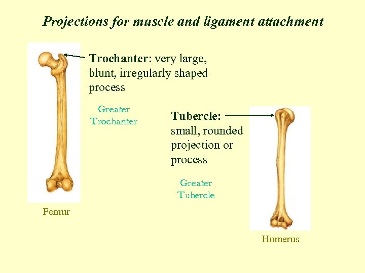 Projections for muscle and ligament attachment Trochanter: very large, blunt, irregularly shaped process Greater