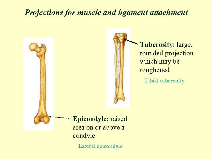 Projections for muscle and ligament attachment Tuberosity: large, rounded projection which may be roughened