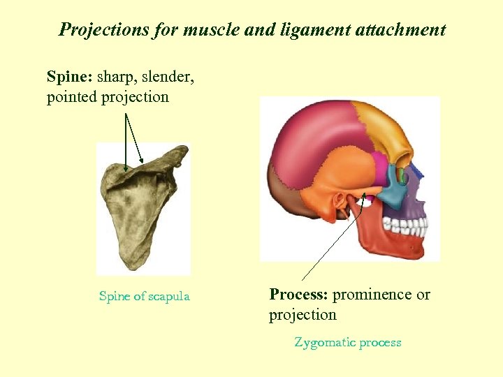 Projections for muscle and ligament attachment Spine: sharp, slender, pointed projection Spine of scapula