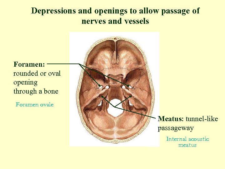 Depressions and openings to allow passage of nerves and vessels Foramen: rounded or oval