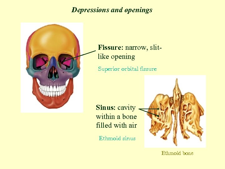 Depressions and openings Fissure: narrow, slitlike opening Superior orbital fissure Sinus: cavity within a