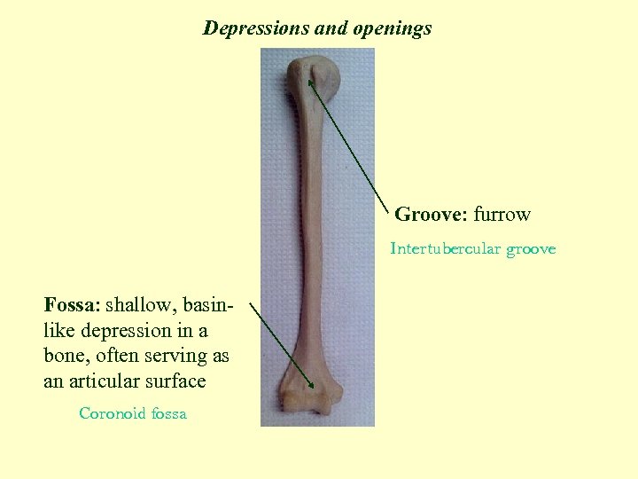 Depressions and openings Groove: furrow Intertubercular groove Fossa: shallow, basinlike depression in a bone,