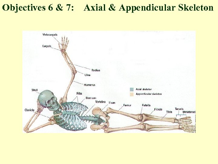 Objectives 6 & 7: Axial & Appendicular Skeleton 