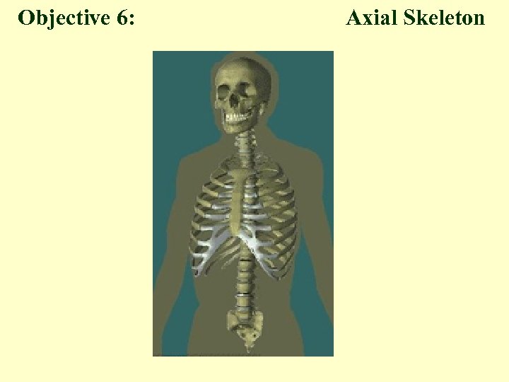 Objective 6: Axial Skeleton 