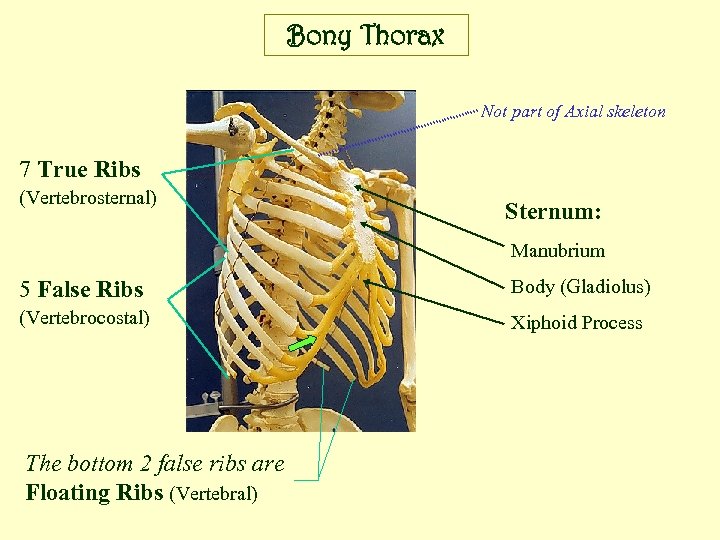 Bony Thorax Not part of Axial skeleton 7 True Ribs (Vertebrosternal) Sternum: Manubrium 5