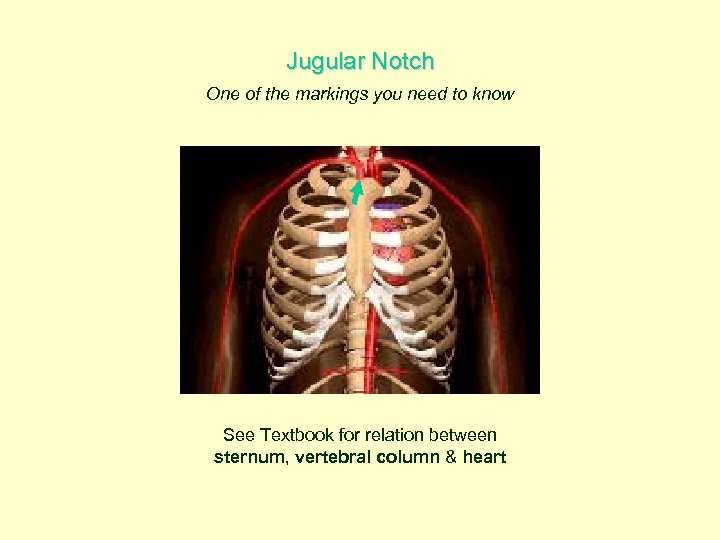 Jugular Notch One of the markings you need to know See Textbook for relation