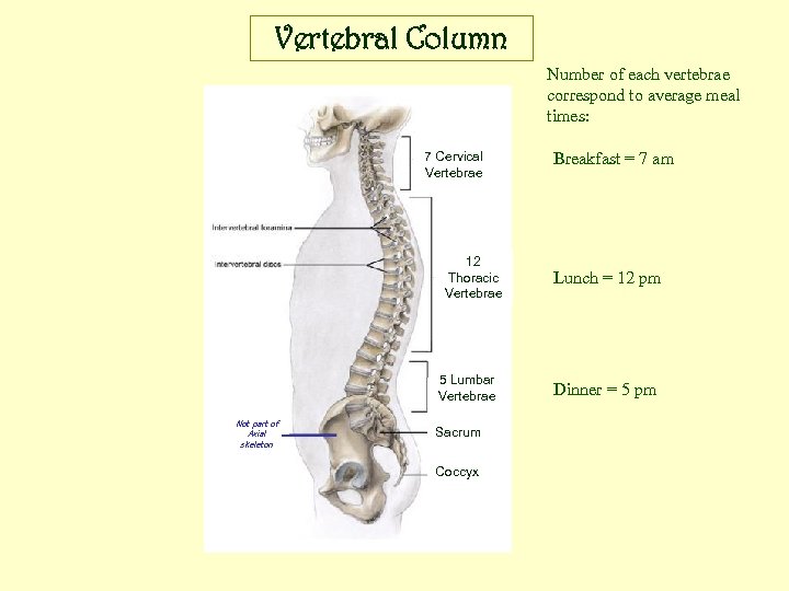 Vertebral Column Number of each vertebrae correspond to average meal times: 7 Cervical Vertebrae