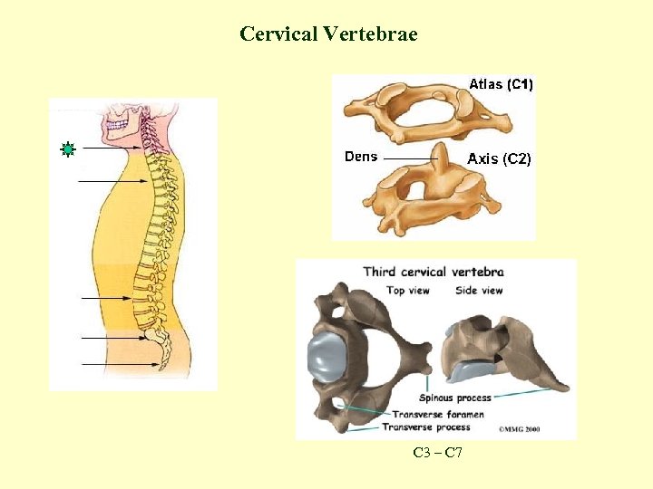 Cervical Vertebrae C 3 – C 7 