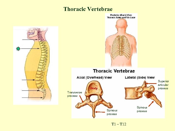 Thoracic Vertebrae Superior articular process Body Transverse process Spinous process T 1 – T