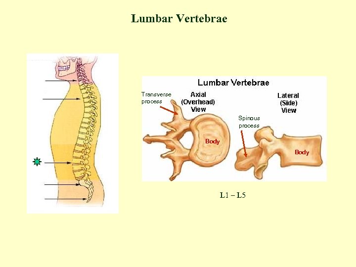 Lumbar Vertebrae Transverse process Spinous process Body L 1 – L 5 