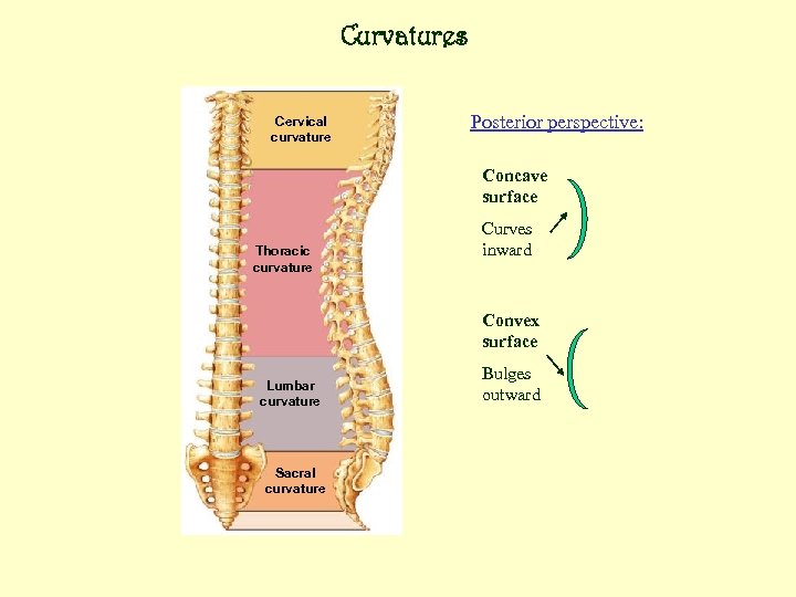 Curvatures Cervical curvature Posterior perspective: Concave surface Thoracic curvature Curves inward Convex surface Lumbar