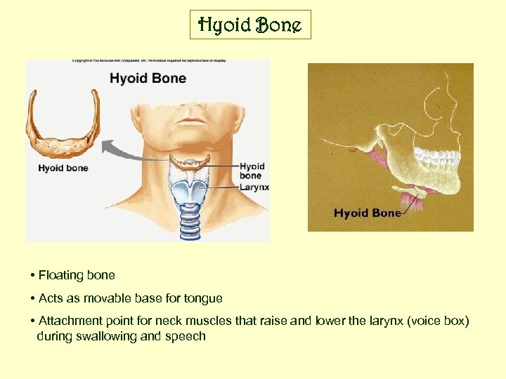 Hyoid Bone • Floating bone • Acts as movable base for tongue • Attachment