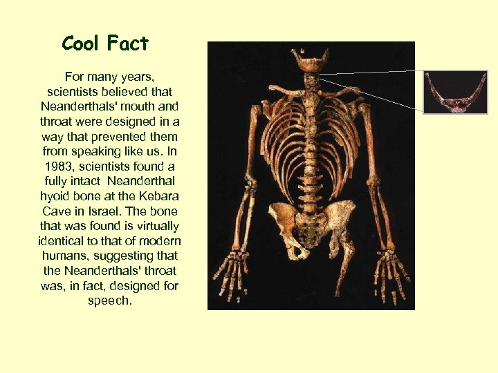 Cool Fact For many years, scientists believed that Neanderthals' mouth and throat were designed