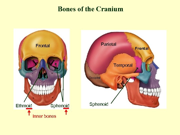 Bones of the Cranium Parietal Frontal Temporal Occipital Ethmoid Sphenoid Inner bones Sphenoid Frontal