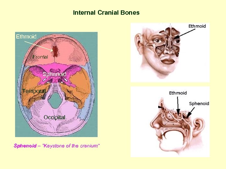 Internal Cranial Bones Ethmoid Frontal Sphenoid Temporal Occipital Sphenoid – “Keystone of the cranium”