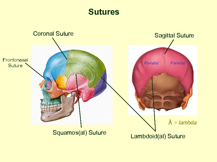 Sutures Coronal Suture Frontonasal Suture Sagittal Suture Parietal λ = lambda Squamos(al) Suture Lambdoid(al)