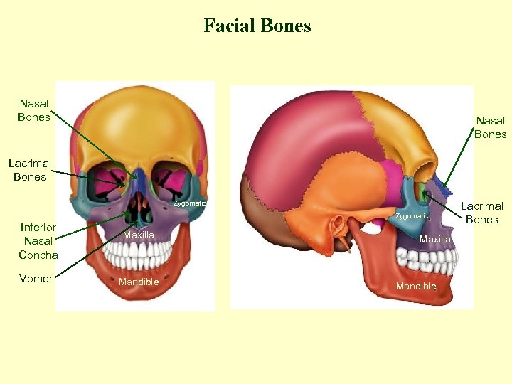 Facial Bones Nasal Bones Lacrimal Bones Zygomatic Inferior Nasal Concha Vomer Maxilla Mandible Lacrimal