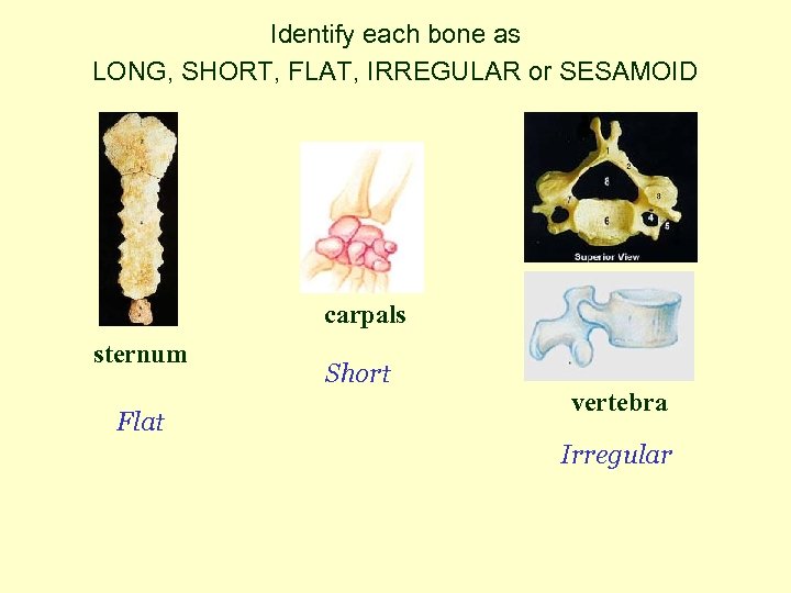 Identify each bone as LONG, SHORT, FLAT, IRREGULAR or SESAMOID carpals sternum Flat Short