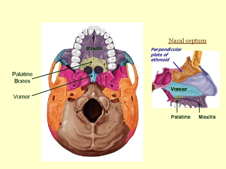 Nasal septum Maxilla Perpendicular plate of ethmoid Palatine Bones Vomer Palatine Maxilla 