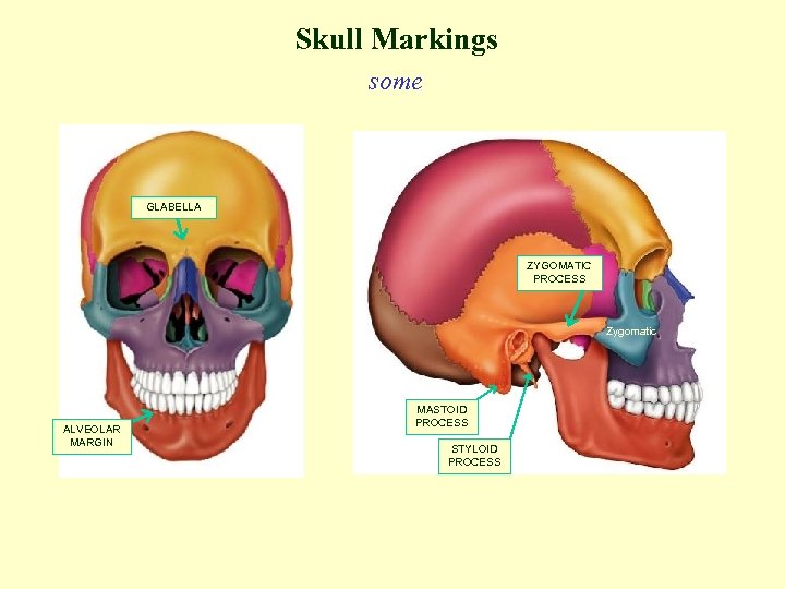 Skull Markings some GLABELLA ZYGOMATIC PROCESS Zygomatic ALVEOLAR MARGIN MASTOID PROCESS STYLOID PROCESS 