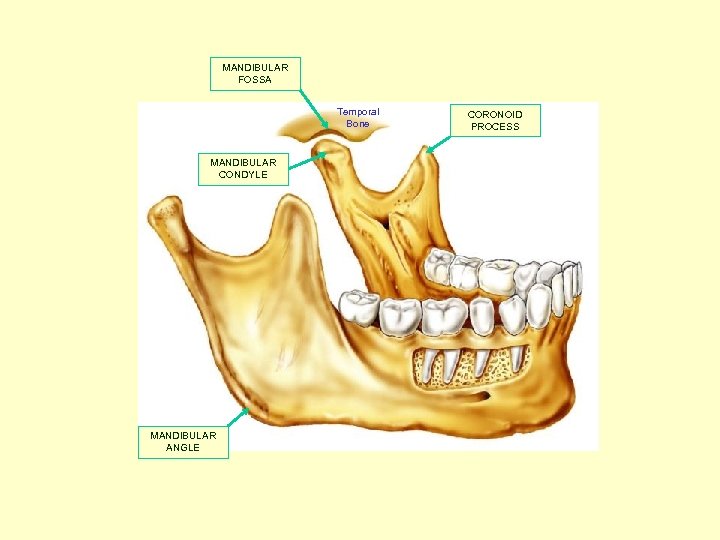 MANDIBULAR FOSSA Temporal Bone MANDIBULAR CONDYLE MANDIBULAR ANGLE CORONOID PROCESS 