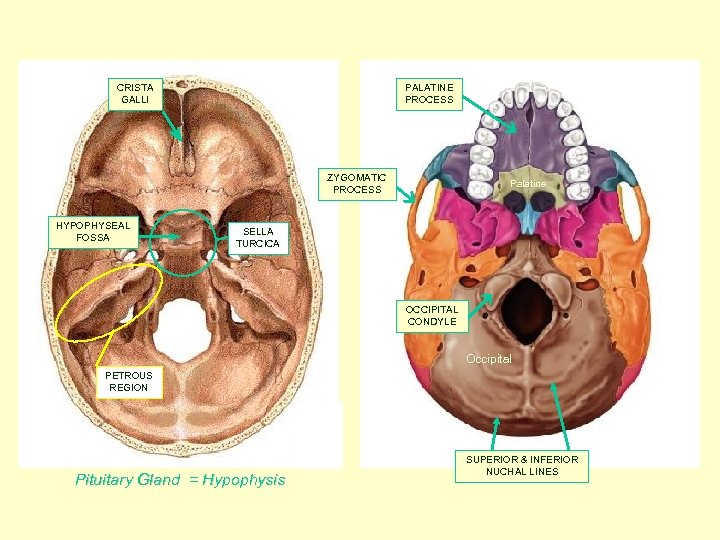 CRISTA GALLI PALATINE PROCESS ZYGOMATIC PROCESS HYPOPHYSEAL FOSSA Palatine SELLA TURCICA OCCIPITAL CONDYLE Occipital