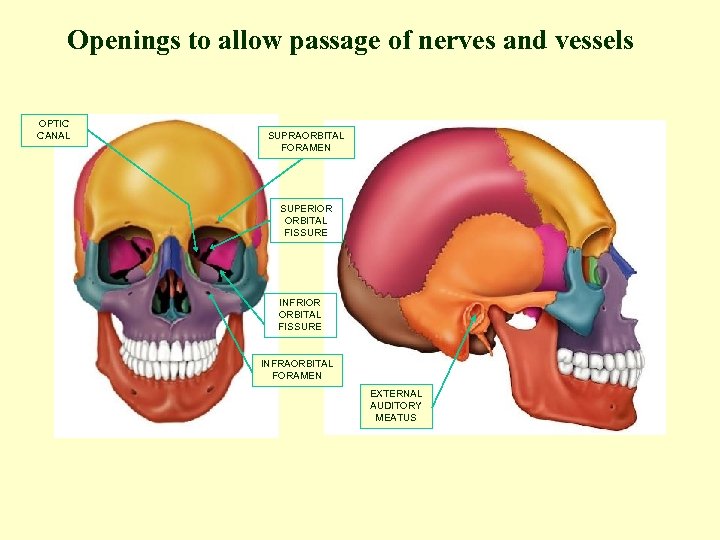 Openings to allow passage of nerves and vessels OPTIC CANAL SUPRAORBITAL FORAMEN SUPERIOR ORBITAL