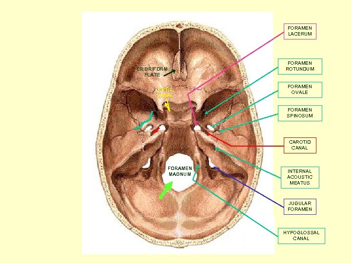 FORAMEN LACERUM CRIBRIFORM PLATE OPTIC CANAL FORAMEN ROTUNDUM FORAMEN OVALE FORAMEN SPINOSUM CAROTID CANAL