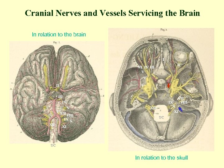 Cranial Nerves and Vessels Servicing the Brain In relation to the brain I I