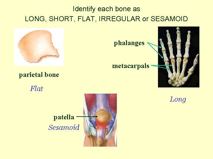 Identify each bone as LONG, SHORT, FLAT, IRREGULAR or SESAMOID phalanges metacarpals parietal bone