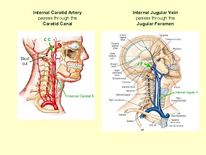 Internal Carotid Artery passes through the Carotid Canal Internal Jugular Vein passes through the