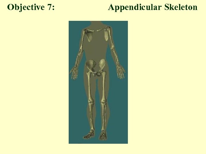 Objective 7: Appendicular Skeleton 