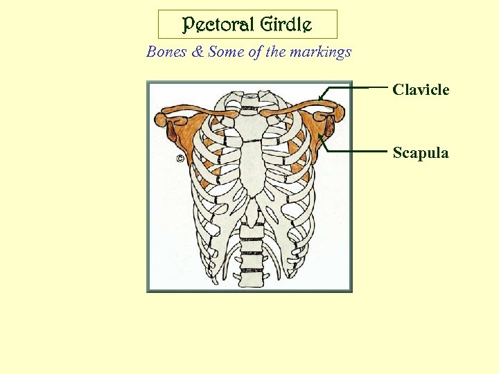 Pectoral Girdle Bones & Some of the markings Clavicle Scapula 