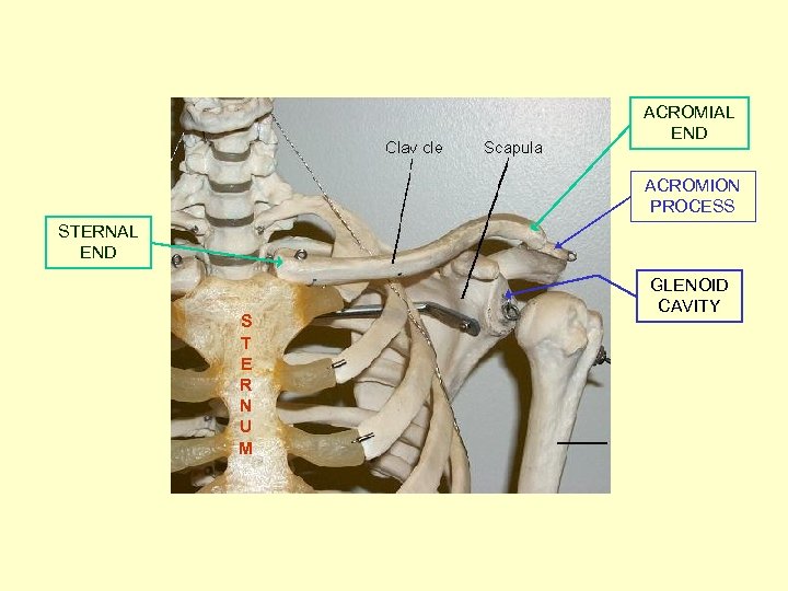 ACROMIAL END ACROMION PROCESS STERNAL END S T E R N U M GLENOID